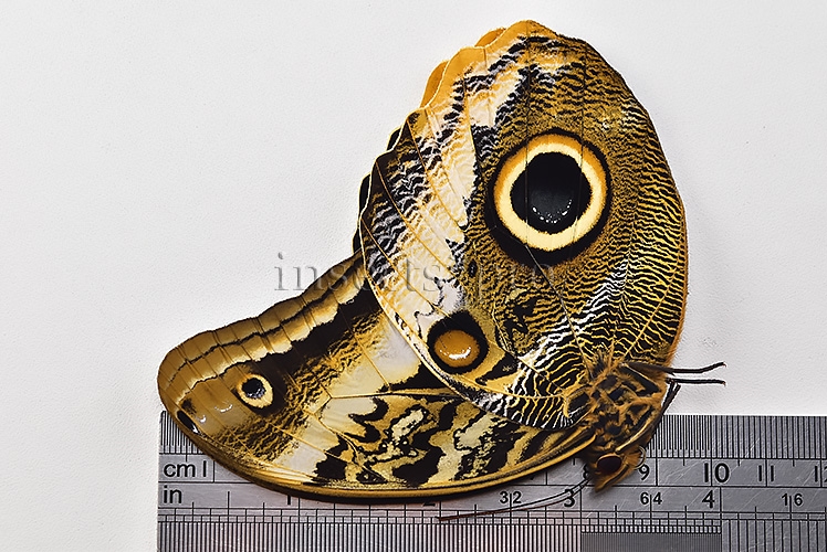 :::BULK SALE:::: Caligo atreus A1 ♂♀ ORANGE CALIGO BIG OWL - Image 3