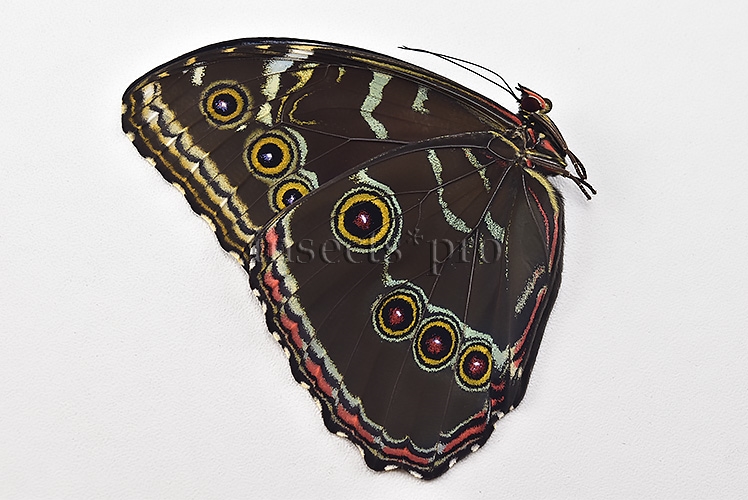 Morpho peleides A1 ♂ EXTENSIVE BLUE - Image 2