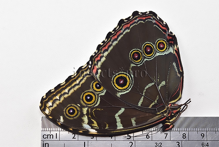 Morpho peleides A1 ♂ EXTENSIVE BLUE - Image 3