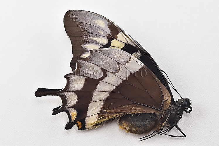 Pterourus warscewiczii mercedes A1 ♀ RARE - Image 2