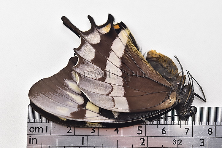 Pterourus warscewiczii mercedes A1 ♀ RARE - Image 3
