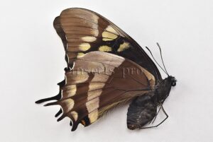 Pterourus warscewiczii mercedes ♀ RARE
