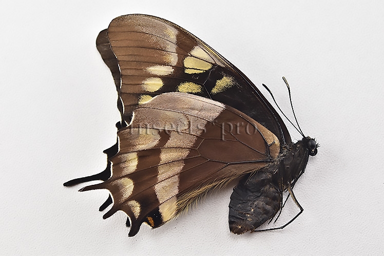 Pterourus warscewiczii mercedes ♀ RARE