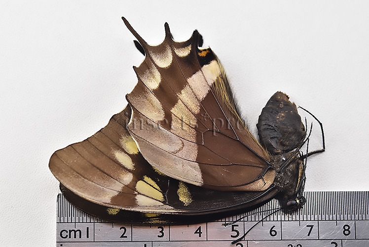Pterourus warscewiczii mercedes ♀ RARE - Image 2