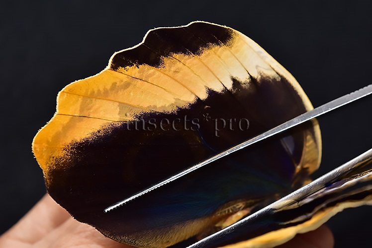 :::BULK SALE:::: Caligo atreus A1 ♂♀ ORANGE CALIGO BIG OWL - Image 5