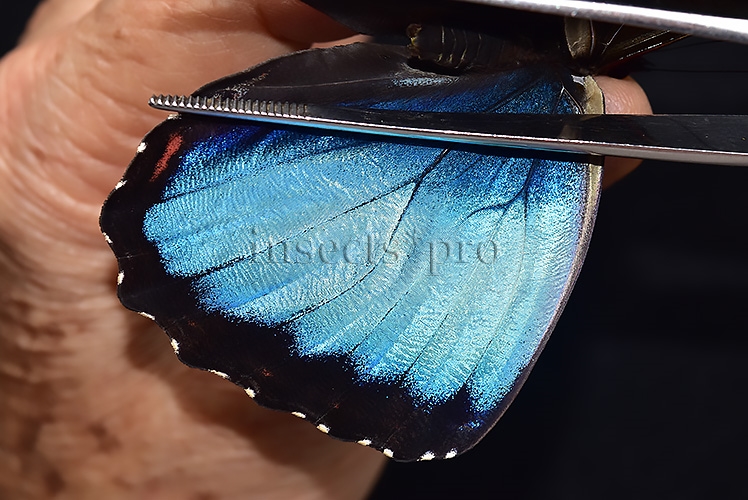 Morpho peleides A1 ♂ EXTENSIVE BLUE - Image 4