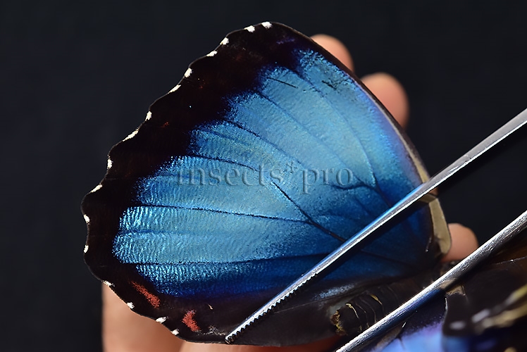 Morpho peleides A1 ♂ EXTENSIVE BLUE - Image 5