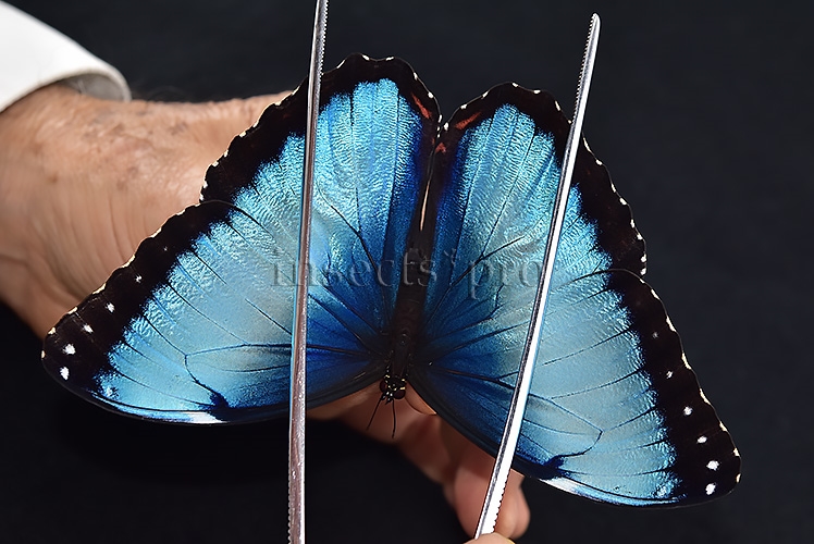 Morpho peleides A1 ♂ EXTENSIVE BLUE - Image 6