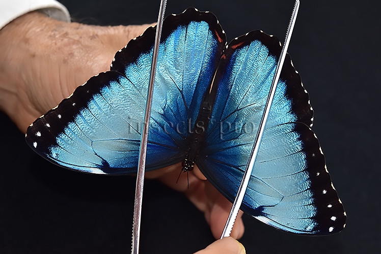 Morpho peleides A1 ♂ EXTENSIVE BLUE
