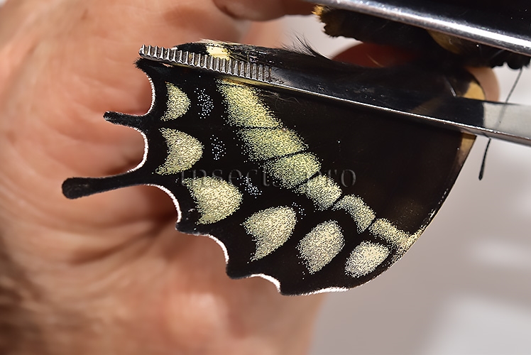 Pterourus warscewiczii mercedes A1 ♀ RARE - Image 4