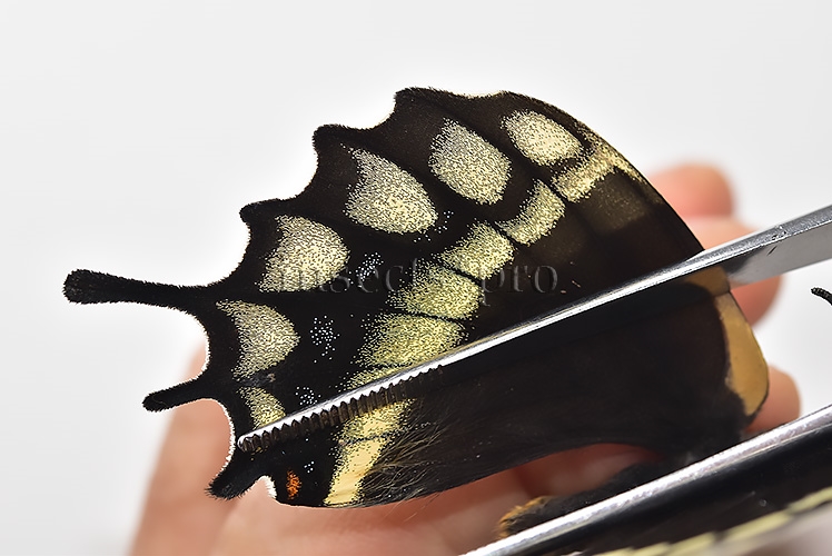 Pterourus warscewiczii mercedes A1 ♀ RARE - Image 5