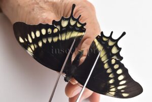 Pterourus warscewiczii mercedes A1 ♀ RARE