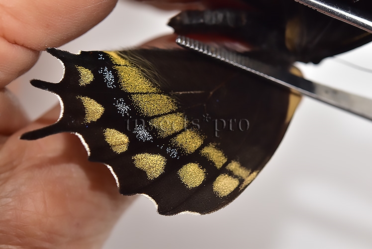 Pterourus warscewiczii mercedes ♀ RARE - Image 4