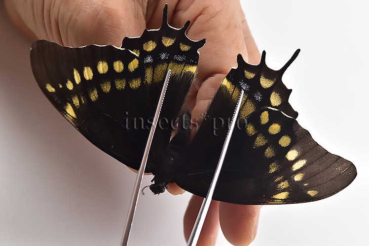 Pterourus warscewiczii mercedes ♀ RARE - Image 3