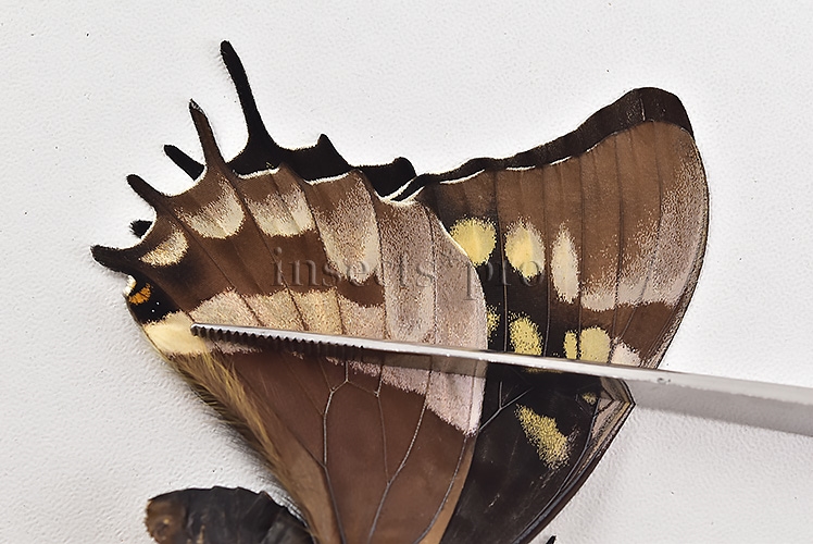 Pterourus warscewiczii mercedes ♀ RARE - Image 6