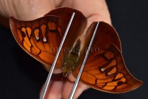 Anaea tyrianthina A1 ♀ RARE