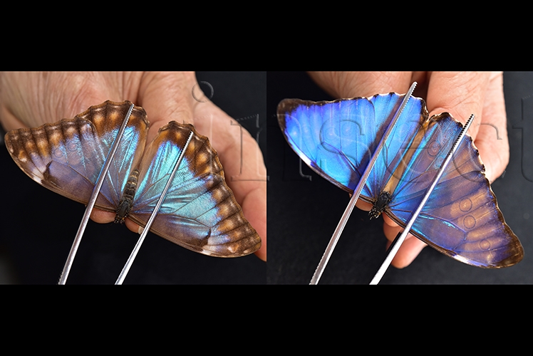 :::BULK SALE:::: Morpho aurora aureola A1 ♂♀ MALE + FEMALE