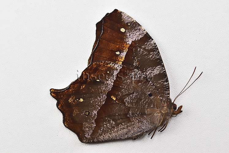 Antirrhea phasiana A1 ♂ RARE SATYRINAE - Image 2