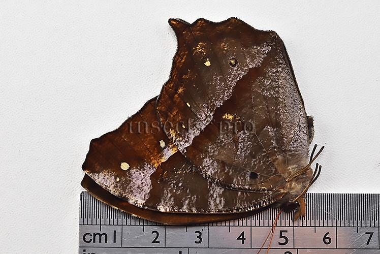 Antirrhea phasiana A1 ♂ RARE SATYRINAE - Image 3