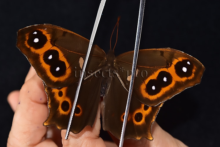 Antirrhea phasiana A1 ♂ RARE SATYRINAE - Image 6