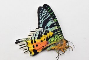 :::BULK SALE:::: Urania rhipheus A1 MADAGASCAN SUNSET MOTH