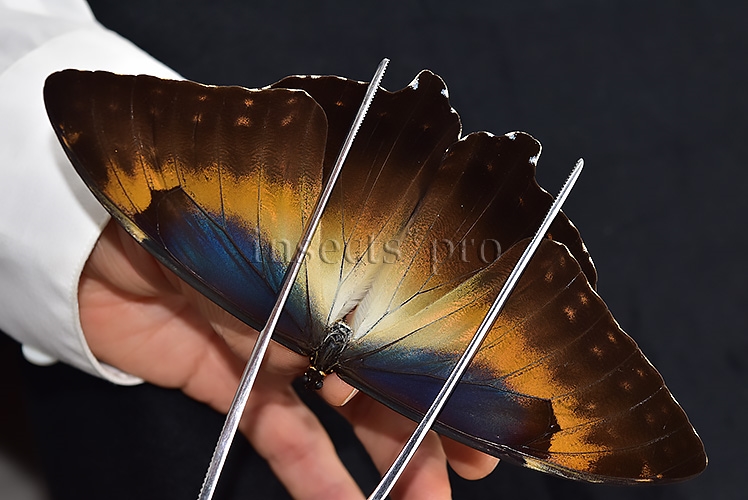 :::BULK SALE:::: Morpho cisseis jeannoti A1 ♂