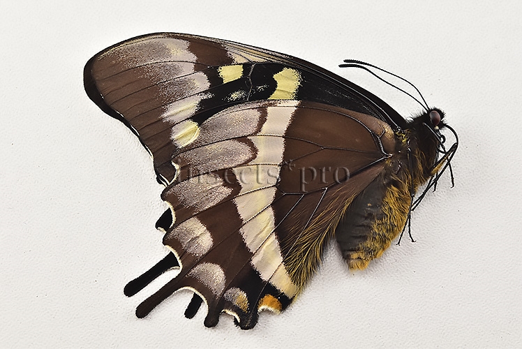 Pterourus warscewiczii mercedes A1 ♀ ABERRATION* RARE ABERRANT - Image 2