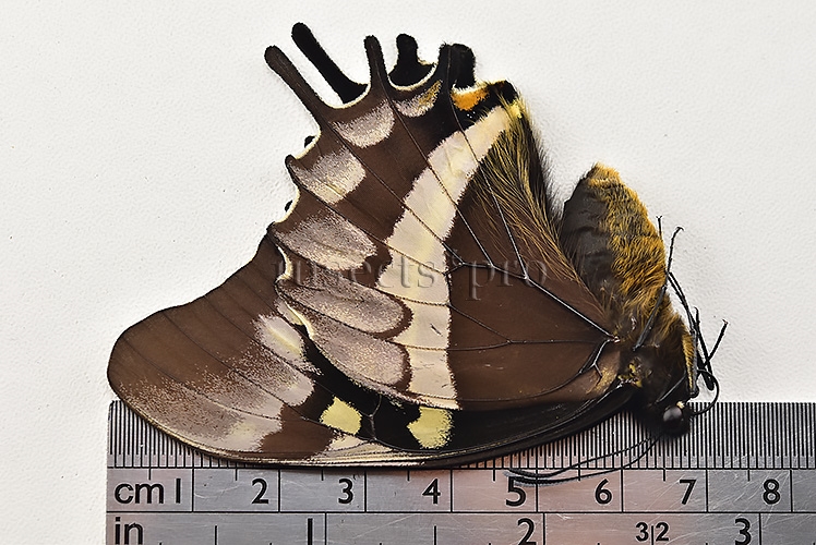 Pterourus warscewiczii mercedes A1 ♀ ABERRATION* RARE ABERRANT - Image 3