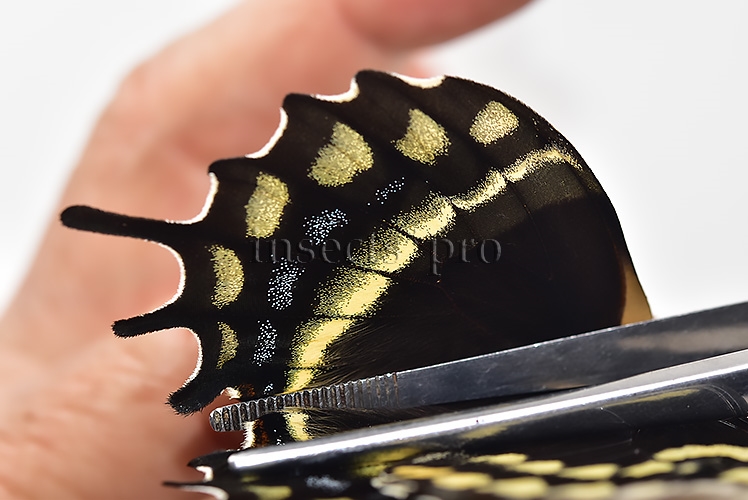 Pterourus warscewiczii mercedes A1 ♀ ABERRATION* RARE ABERRANT - Image 5