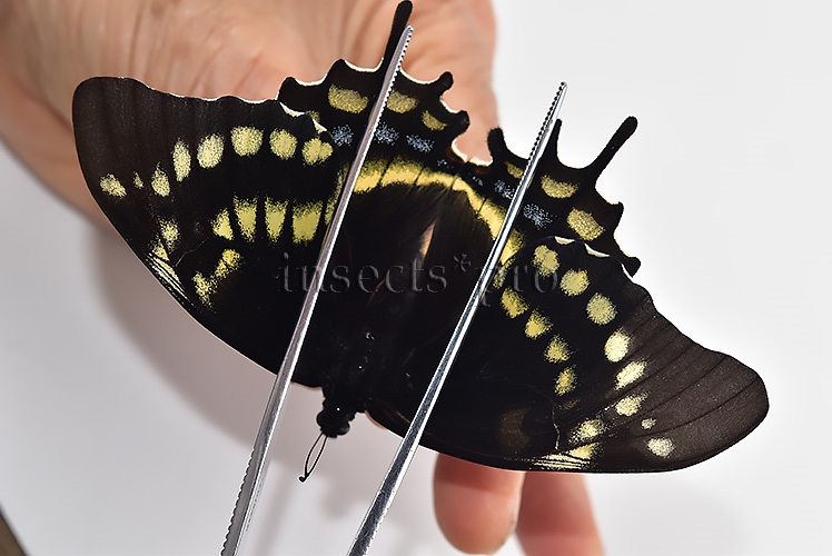 Pterourus warscewiczii mercedes A1 ♀ ABERRATION* RARE ABERRANT - Image 6