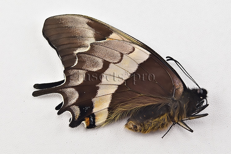 Pterourus cacicus inca x warscewiczii mercedes A1 ♀ RARE - Image 2