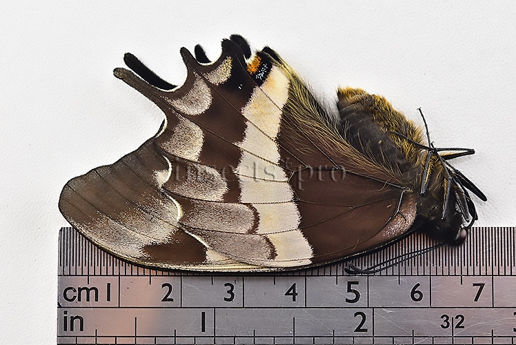 Pterourus cacicus inca x warscewiczii mercedes A1 ♀ RARE - Image 3