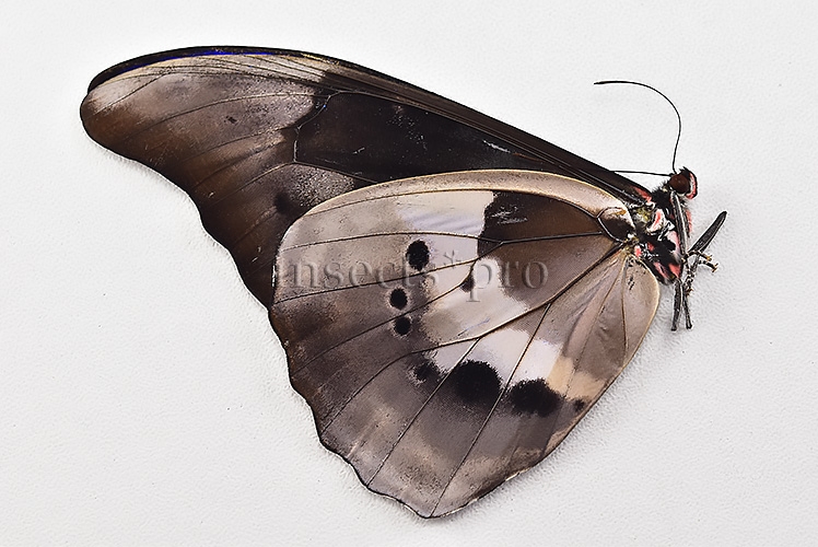 Morpho rhetenor helena A1 ♂ ABERRATION* ONLY BLUE FOREWING RARE - Image 2