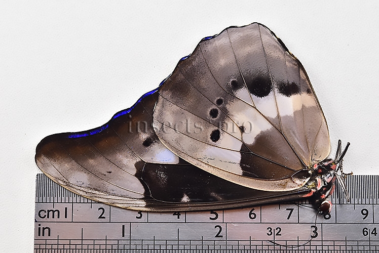 Morpho rhetenor helena A1 ♂ ABERRATION* ONLY BLUE FOREWING RARE - Image 3