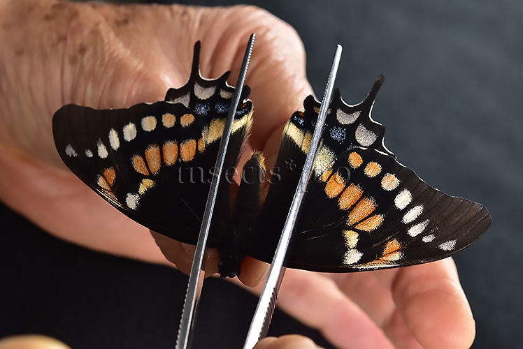 Pterourus cacicus inca x warscewiczii mercedes A1 ♀ RARE - Image 6