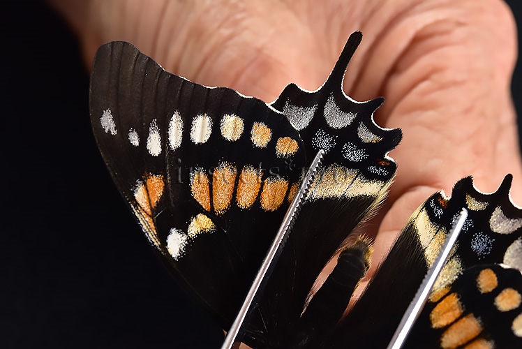 Pterourus cacicus inca x warscewiczii mercedes A1 ♀ RARE - Image 7