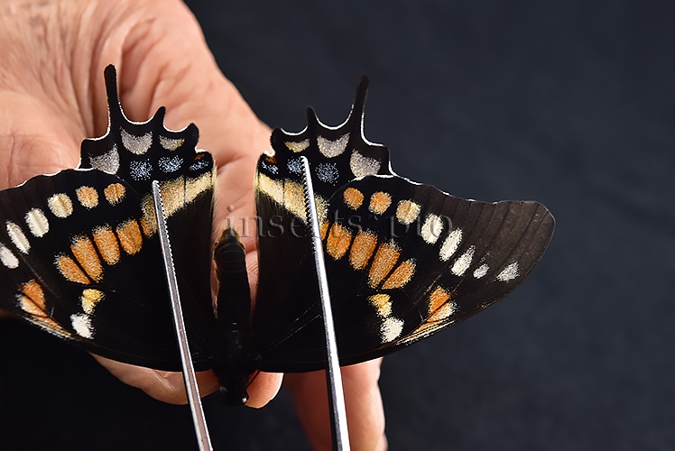 Pterourus cacicus inca x warscewiczii mercedes A1 ♀ RARE - Image 8