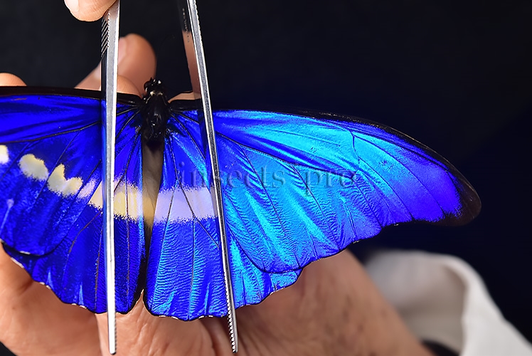 Morpho rhetenor helena A1 ♂ ABERRATION* ONLY BLUE FOREWING RARE - Image 6