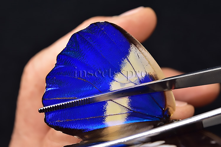 Morpho rhetenor helena A1 ♂ ABERRATION* ONLY BLUE FOREWING RARE - Image 5