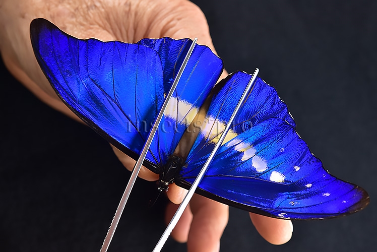 Morpho rhetenor helena A1 ♂ ABERRATION* ONLY BLUE FOREWING RARE - Image 7