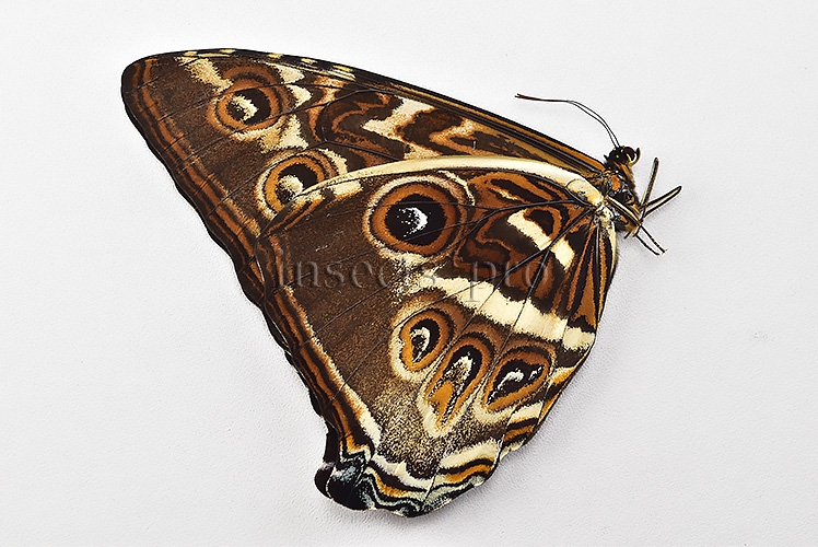 Morpho cisseis jeannoti A1 ♂ OCHRE SPECIMEN - Image 2