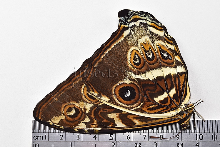 Morpho cisseis jeannoti A1 ♂ OCHRE SPECIMEN - Image 3