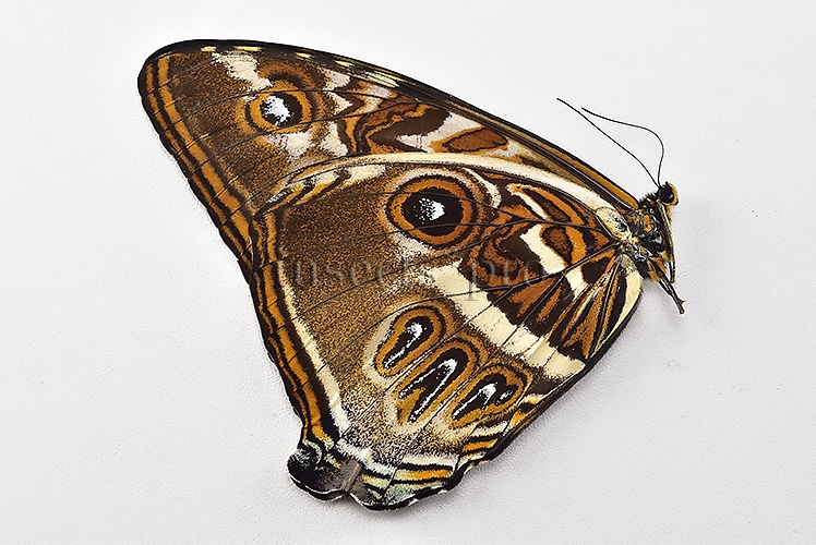 Morpho cisseis jeannoti A1 ♂ - Image 2