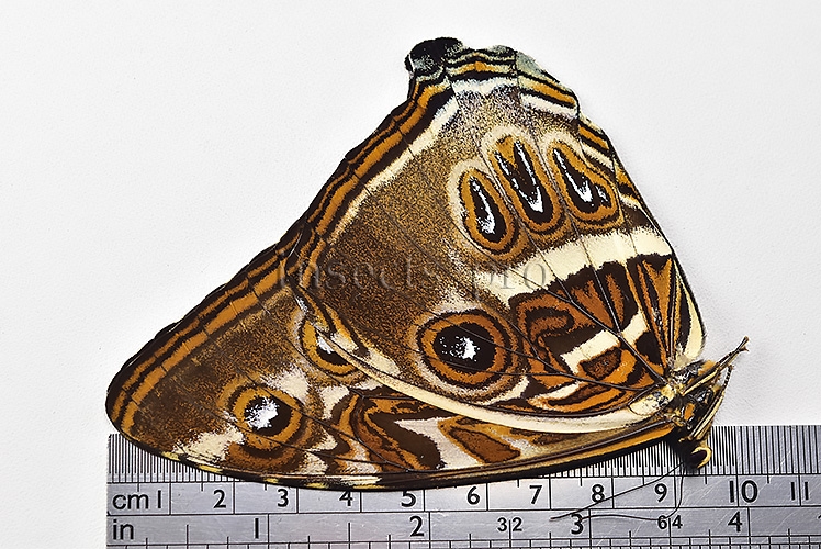 Morpho cisseis jeannoti A1 ♂ - Image 3
