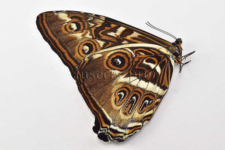 Morpho cisseis jeannoti A1 ♂ - Image 2