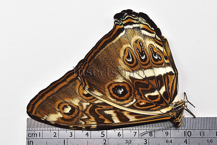 Morpho cisseis jeannoti A1 ♂ - Image 3