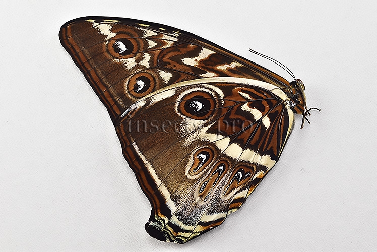 Morpho cisseis jeannoti ♂ - Image 2