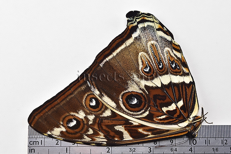 Morpho cisseis jeannoti ♂ - Image 3