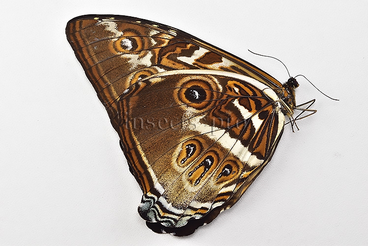 Morpho cisseis jeannoti ♂ RARE TWO COLORS - Image 2