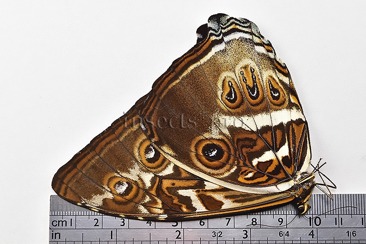 Morpho cisseis jeannoti ♂ RARE TWO COLORS - Image 3